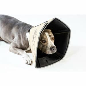 Illustration pour Collerette pour chien en tissu souple